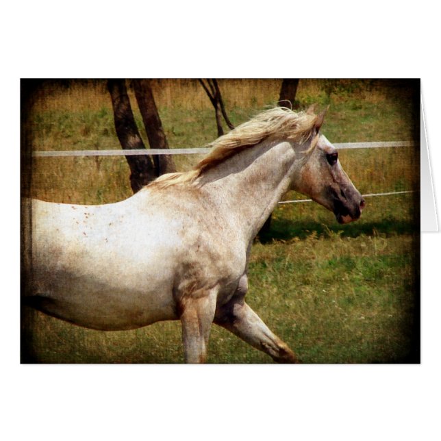 Cartão Appy (Frente Horizontal)