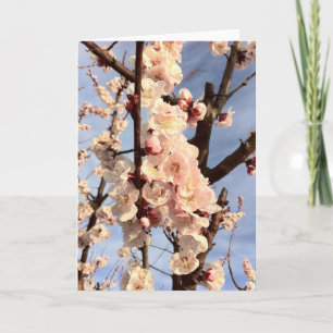 Cartão apricot blossoms