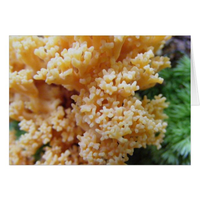 Cartão Apricot Coral Fungi (Frente Horizontal)