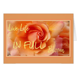 Cartão Apricot Peach Rosa Flower Close (Fechar foto)