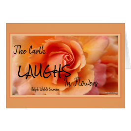 Cartão Apricot Peach Rosa Flower Close (Fechar foto)