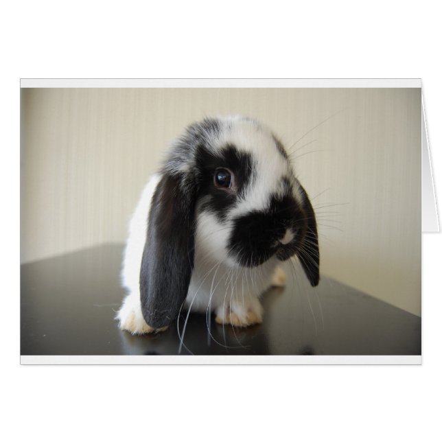 Cartão Apron para a feira (Frente Horizontal)