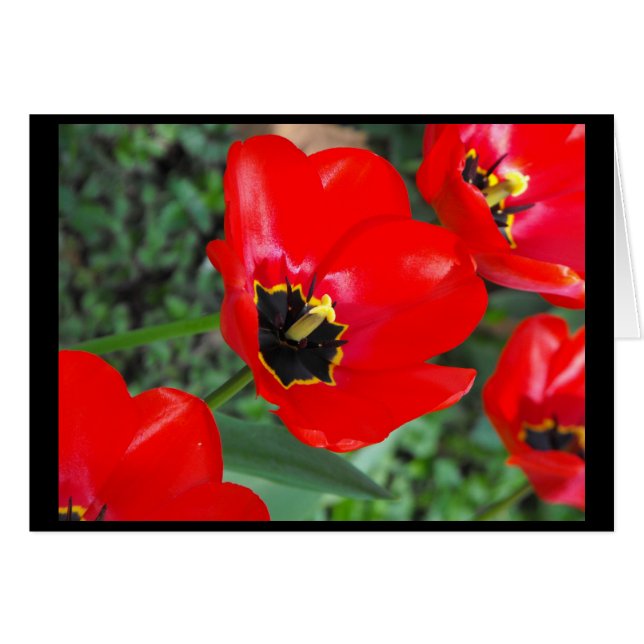 Cartão Apronte assim para Spring~1 (Frente Horizontal)