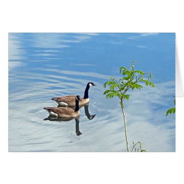 Cartão Aproveitando uma Natação (Frente Horizontal)