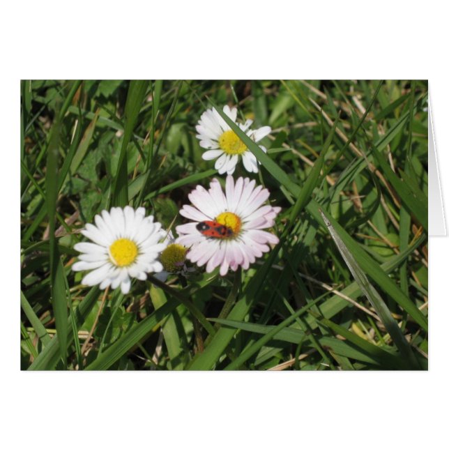 Cartão Apterus de Pyrrhocoris (Frente Horizontal)