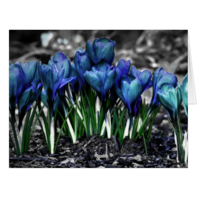Cartão Aqua Blue Crocus Blooms (Frente horizontal)
