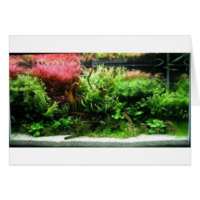 Cartão Aquascape (Frente Horizontal)