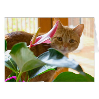 Cartão Aqui está olhando para você