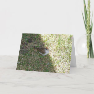 Cartão "Aqui está Olhando para você!" Placa de páscoa