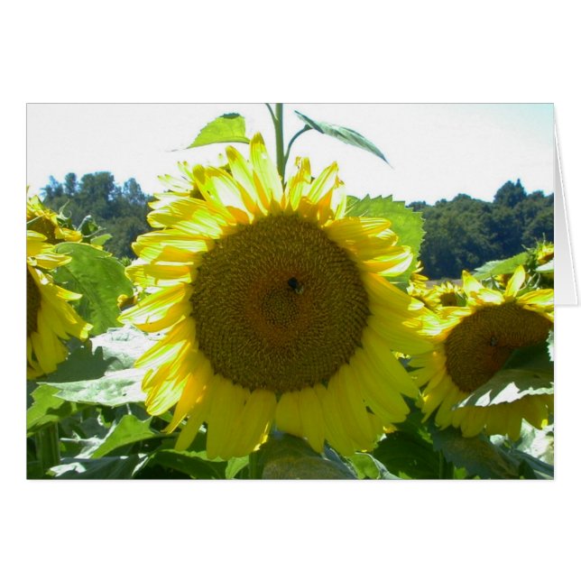 Cartão Aqui vem a placa Sun (Frente Horizontal)