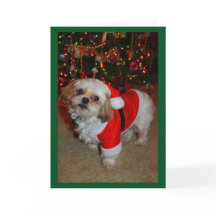 Aqui Vem o Santa Paws!