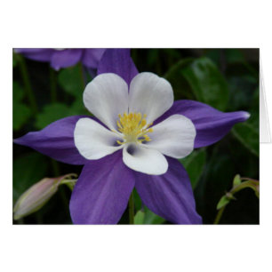 Cartão aquilégia da flor roxa e branca