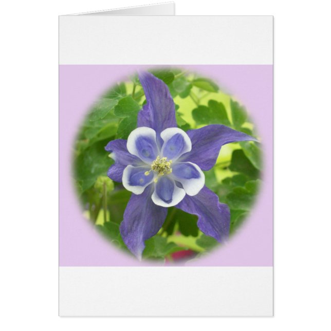 Cartão Aquílio Columbine Flower Card (Frente)