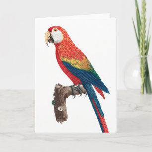 Cartão Ara Canga Parrot