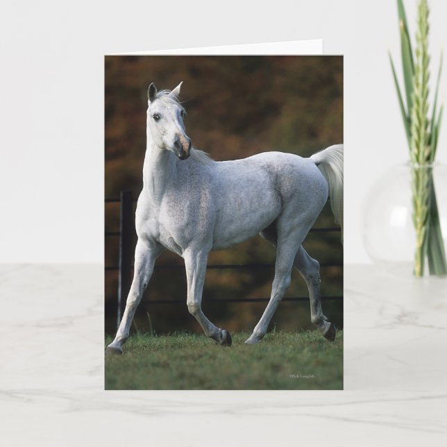 Cartão Arab Horse Running 1 (Frente)