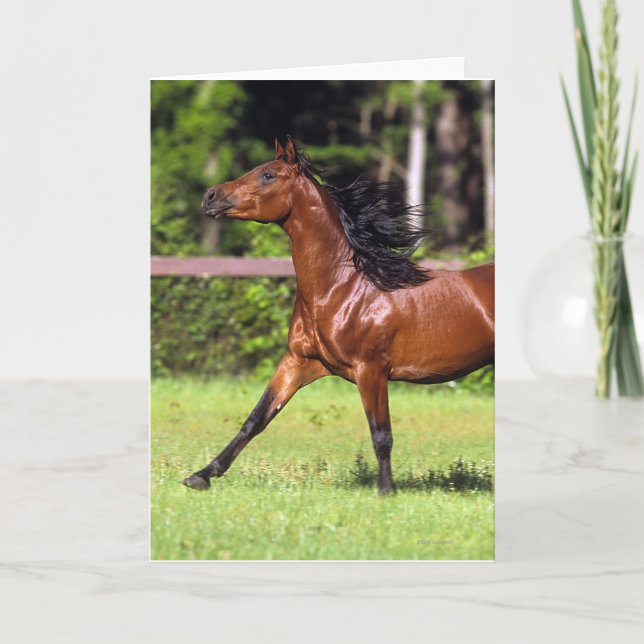 Cartão Arab Horse Running 2 (Frente)