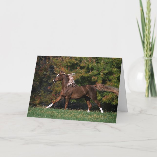 Cartão Arab Horse Running in Grassy Field (Frente)