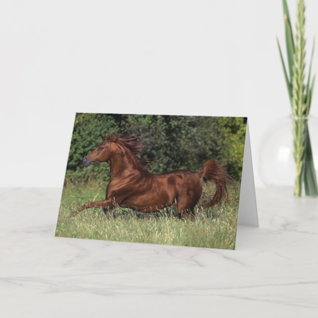 Cartão Arab Stallion Running in the Grass (Frente)