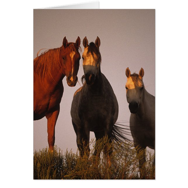 Cartão Árabes ao pôr do sol (Frente)