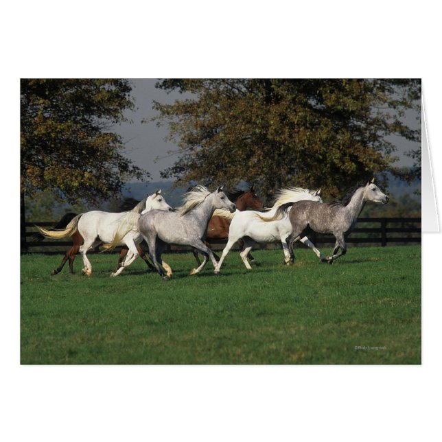 Cartão Árabes correndo em campo (Frente Horizontal)