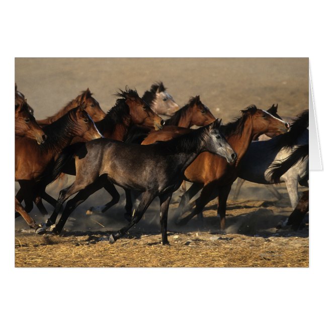 Cartão Árabes que funcionam no deserto (Frente Horizontal)