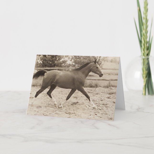 Cartão Arabian Horse Greeting Card (Frente)