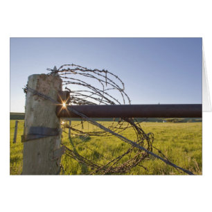 Cartão Arame farpado rolado acima no fencerow próximo