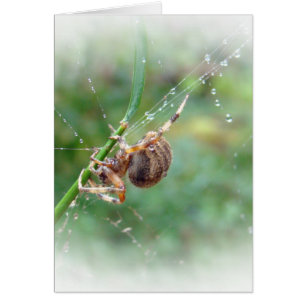Cartão Araneus - aranha do tecelão da esfera