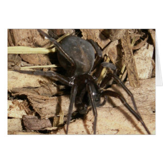Cartão Aranha
