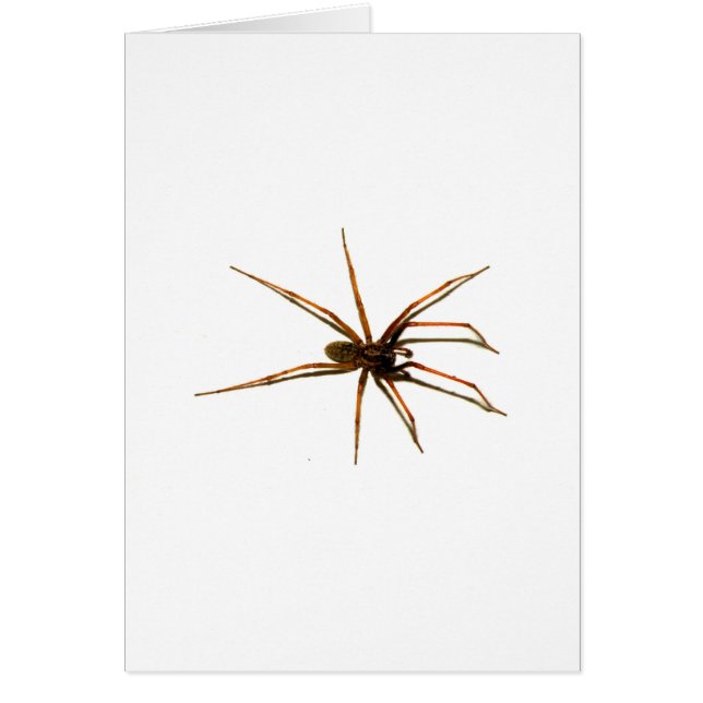 Cartão Aranha (Frente)