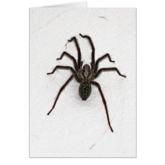 Cartão Aranha assustadora