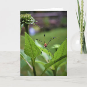 Cartão Aranha, carta