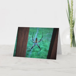 Cartão Aranha, carta