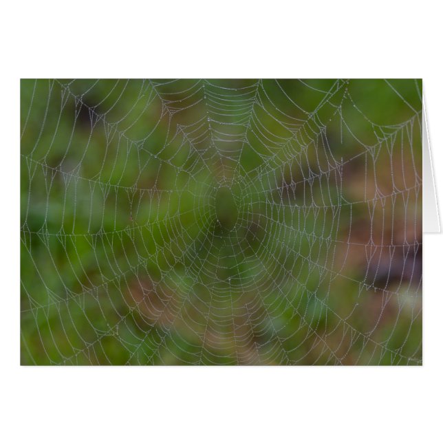 Cartão Aranha Com Gotas (Frente horizontal)