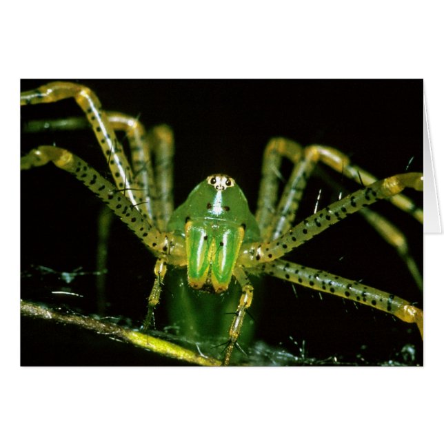 Cartão Aranha do lince (Frente Horizontal)