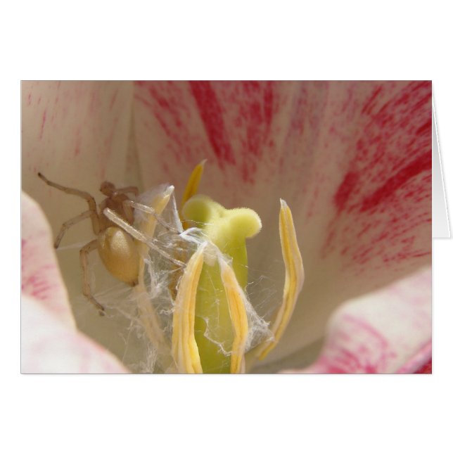 Cartão Aranha em um Tulipa (Frente Horizontal)