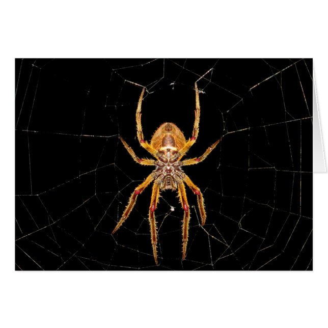 Cartão aranha-macro-insetos colomia (Frente Horizontal)