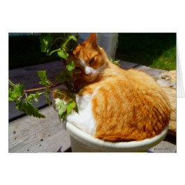 Cartão Aranha-palha em um pote