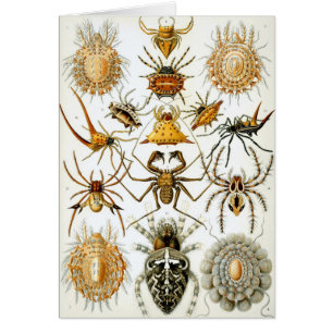 Cartão Aranhas ou Aracnídeos Vintage por Ernst Haeckel