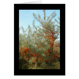 Cartão Arbustos com Berries Laranja