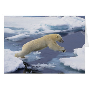 Cartão Árctico, Svalbard, Urso Polar estendido e
