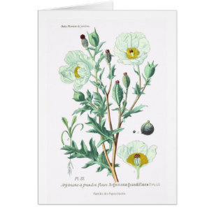 Cartão Argemona grandiflora