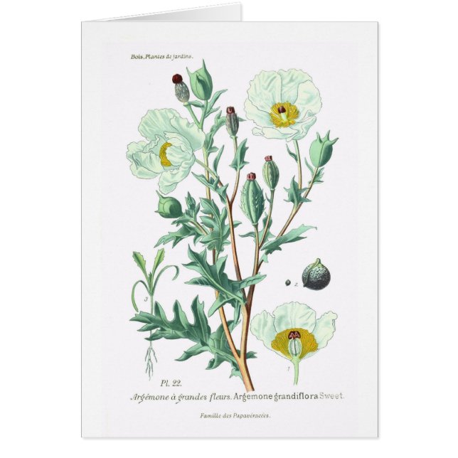 Cartão Argemona grandiflora (Frente)