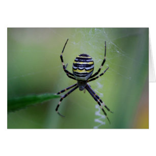 Cartão Argiope bruennichi