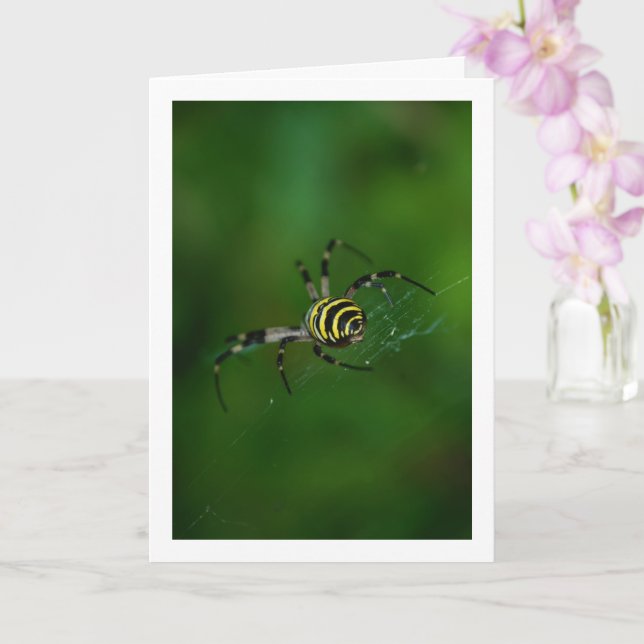 Cartão Argiope bruennichi, Aranha Vespa, Aranha de teia o (Orquídea)