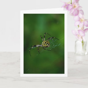 Cartão Argiope bruennichi, Aranha Vespa, Aranha de teia o