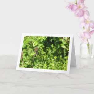 Cartão Argiope bruennichi, aranha Wasp, orbe-weaver