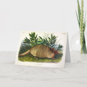 Cartão Armadillo de nariz longo de nove pela Audubon