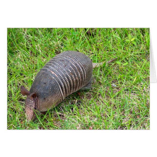 Cartão Armadillo na Grama Verde (Frente Horizontal)