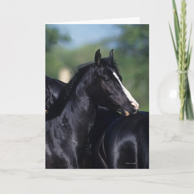 Cartão Arranjo de Cavalo Árabe (Frente)